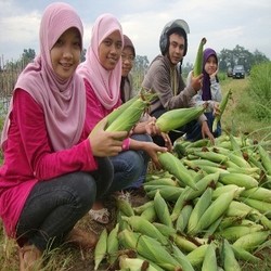 Impor Jagung akan Disetop Sementara
