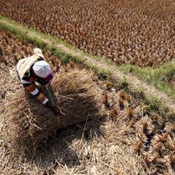 Ini 7 Komoditas Pertanian Paling Kena Dampak El Nino
