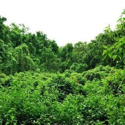 Dana Pinjaman Kehutanan Rp 2,1 T Tak Banyak Cair, Ini Penyebabnya