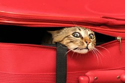 Selundupkan Kucing, Traveler Ini Ditahan di Bandara Skotlandia