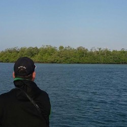 Si Perawan di Belitung Untuk Karantina Sapi Impor