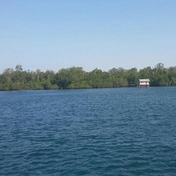 Pulau Perawan di Belitung Khusus untuk Karantina Sapi Induk Impor