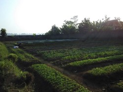 Tanam Sayuran Organik, Mahasiswa IPB Ini Raup Rp 4 Juta/Bulan