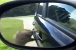 Menggemaskan, Burung Unta Patuk Pintu Mobil Traveler dengan Paruhnya