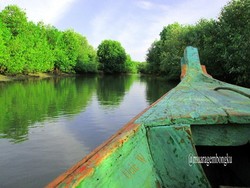 Muara Gembong, Mangrove Cantik yang Tersembunyi di Bekasi