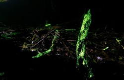 Misteri Hutan Bercahaya di India