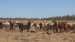 RI Impor 30.000 Sapi Indukan, 11.000 Ekor Tiba Akhir Bulan Ini