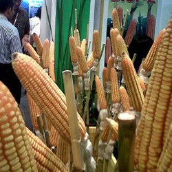 Setop Impor Jagung, Kementan Pede Ada Surplus 3 Juta Ton