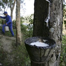 Harga Lesu, Produksi Karet RI Turun