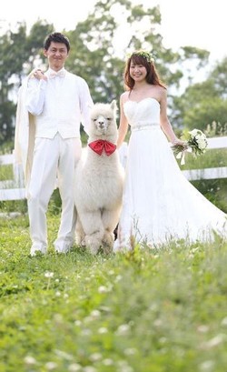Hotel di Jepang Ini Tawarkan Hewan Alpaca Sebagai Pendamping Pengantin