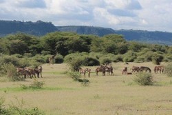 Mengembara di Alam Liar Afrika, Seru Banget!