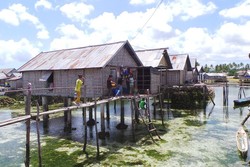 Apa Hubungan Suku Bajo di Wakatobi dan Lumba-lumba?