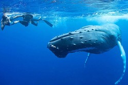 Indonesia Kini di Puncak Destinasi Snorkeling Dunia (2)