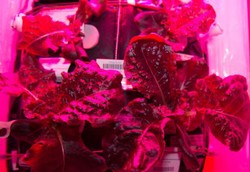 Sayuran Pertama Ditanam di Luar Angkasa akan Dicicipi Astronot Hari Ini