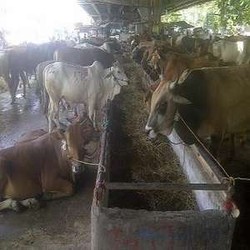 Tekan Harga, Pemprov DKI Siap Sebar Daging Rp 89 Ribu/Kg