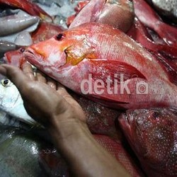 Sama Seperti Menteri Susi, Aher Ajak Warga Ramai-ramai Makan Ikan