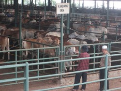 Malam-Malam, Pejabat KPPU Sidak ke Rumah Jagal Sapi