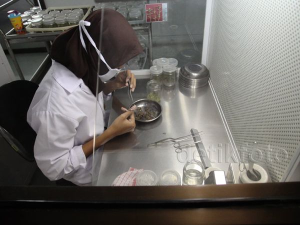 Melihat Proses Pembibitan Pohon Kayu