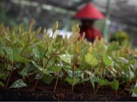Ribuan Bibit Pohon Kayu Siap Hijaukan Hutan
