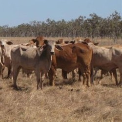 RI Punya Sapi Banyak, Tapi Kok Harga Daging Mahal?