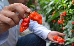 Komodo Dragon, Jenis Baru Cabai Terpedas Kini Tersedia di Inggris