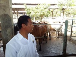 Dicecar Mentan Soal Tahan Stok Sapi, Feedloter: Nurani Kami Juga Tak Tega