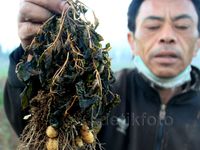 200 Hektar Lahan Kentang di Dieng Gagal Panen