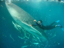 Berenang Bareng Raksasa Bawah Laut di Kalimantan
