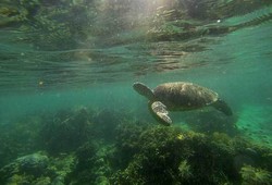 Liburan ke Rumah Penyu di Pulau Derawan, Kaltim