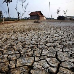 Kementan: Dari 12 Juta Ha Lahan Sawah, Hanya 17.000 Ha Puso
