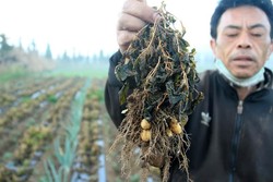 Selain Dieng, Embun Beku Rusak Lahan Kentang di Bandung