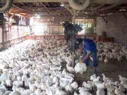 Harga Ayam Rp 40.000/Ekor, Peternak Anggap Trik Pedagang