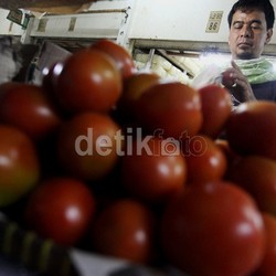 Harga Tomat Petani Anjlok Rp 200/Kg, di Pasar Turun Hingga Rp 3.000/Kg
