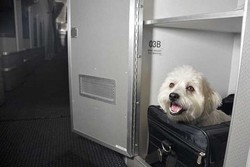 Maskapai Ini Punya Kabin Kelas Satu Khusus Hewan Peliharaan