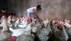 Ridwan Kamil Minta Pedagang Ayam di Bandung Tidak Mogok Jualan