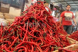 Sejak Lebaran Harga Cabai Keriting Masih tinggi Rp 45.000/Kg