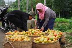 Curhatan Petani Garut Harga Tomat Rp 300/Kg, Panen Hanya 40%