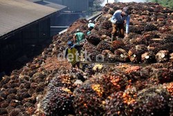 Pemerintah Wajibkan Biofuel 15%, Pengusaha Sawit: Kami Siap