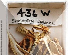 Selain Jakarta, Pameran Jejak Wallace Akan Dipamerkan di Jerman