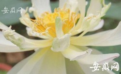 Wah! Bunga Teratai 600 Tahun Mekar di China