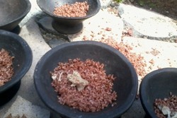 Ketika Turis Asing Makan Sesajen di Festival Kelimutu