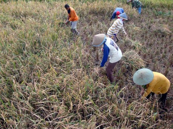 Metode Hazton Saat Musim Kemarau