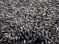 Puluhan Ribu Ikan di Meksiko Mati Misterius