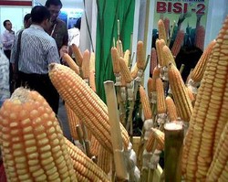 Pengusaha Pakan Ternak Pastikan Stok Jagung Cukup 2 Bulan