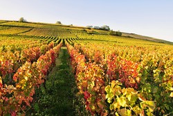 Kebun Anggur Domaine de la Romanee-Conti Dikukuhkan UNESCO sebagai Warisan Dunia