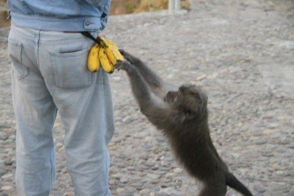 Tingkah Jahil Monyet Curi Pisang di Danau Kelimutu