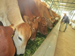 Tanpa Tambahan Impor, Feedloter Sepakat Turunkan Harga Sapi
