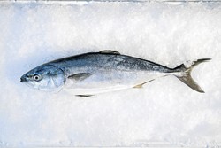 Olahan Ikan Ekor Kuning dan Ikan Ayam-Ayam Juga Enak dan Kaya Nutrisi