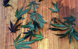 Umbar Resep Mariyuana, Wikipedia Terancam Diblokir