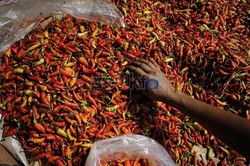Ada 5 Tangan Distribusi, Cabai Petani Rp 40.000 Jadi Rp 60.000 di Jakarta